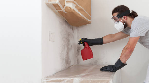 Professional Basement Mold Remediation technician working in White Plains, VA