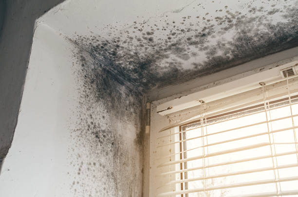 Affordable Basement Mold Remediation solutions in White Plains, VA