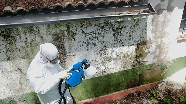Top rated local Basement Mold Remediation specialists in White Plains, VA